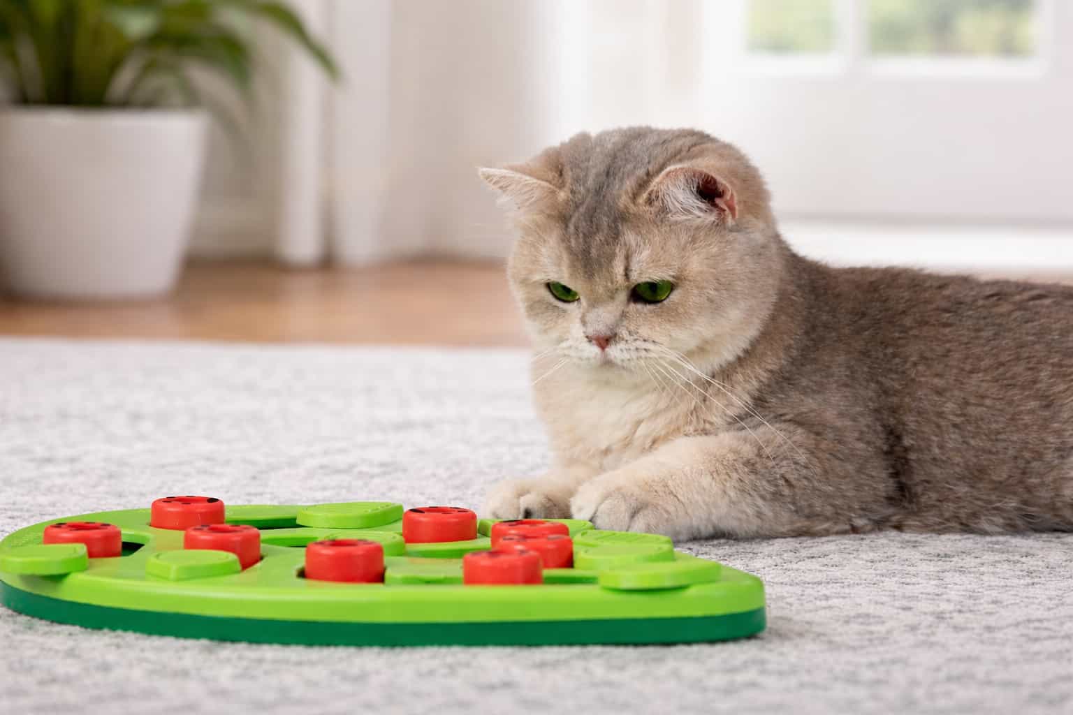 Cat Toys for Separation Anxiety